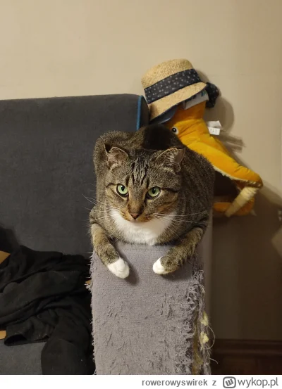 rowerowyswirek - Oparcie kanapy też zmodyfikował