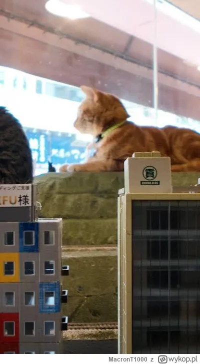 MacronT1000 - #bezczelnekotkiwchodzacenamakietykolejowe  #koty #kitju #kitkuzprzypadk...