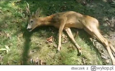 dbaczek - Mireczki pomocy. Tata znalazl dzisiaj na działce sarnę w stanie jak na załą...