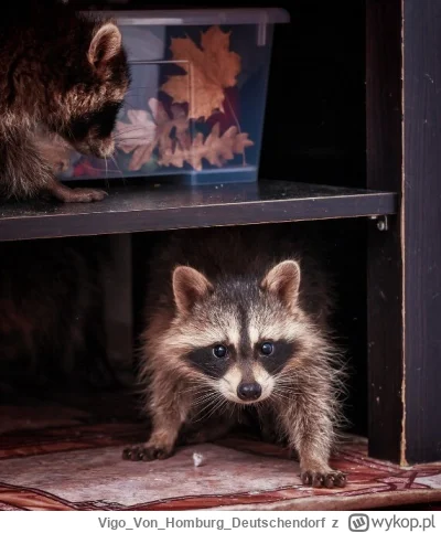 VigoVonHomburg_Deutschendorf - Szopki piętrowe, półkowe
#szopeknadzis