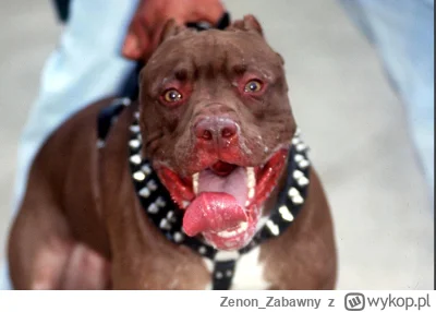 Zenon_Zabawny - Chociaż niektóre mylą krzyk ze śmiechem... ( ͡° ʖ̯ ͡°)