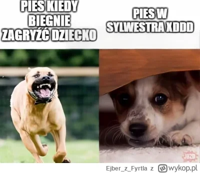 EjberzFyrtla - Jak tam, psyny i psiórki gotowe na sylwestrowy bal ? ;) #heheszki