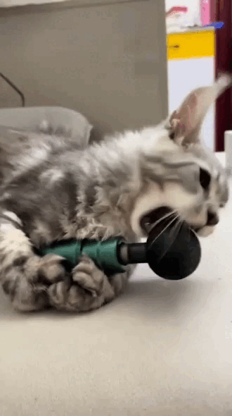 wfyokyga - Kiciu się bawi mikrofonem albo to jest ubijaczka do pierogów