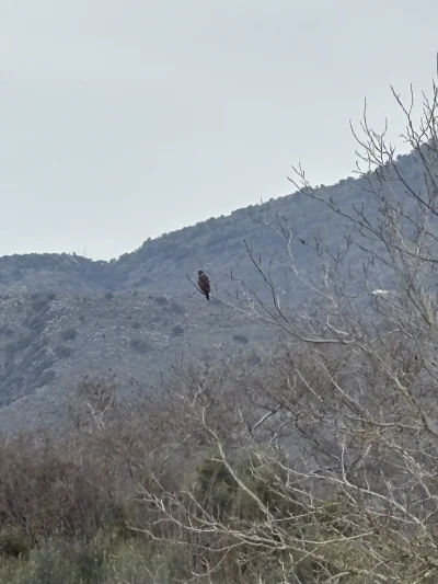 asdfghjkl - Słabe zdjęcie bo zoom cyfrowy. Myszołów sobie siedział na gałęzi #myszolo...