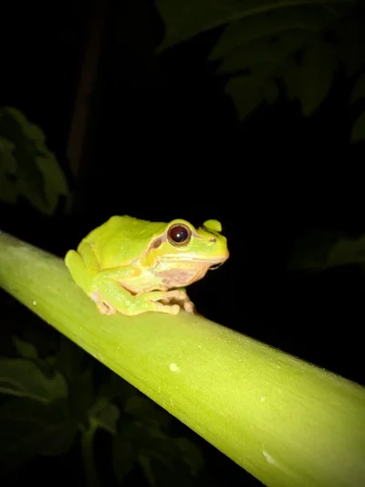 asdfghjkl - Jak widzita hop nawet po nocach szajs odpierdziela. Lepszego foto nie będ...