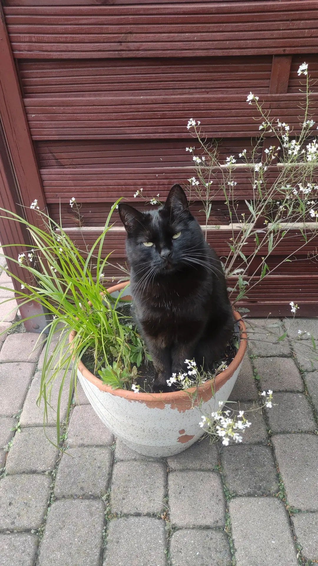 062sleeper - doniczkot #pokazkota