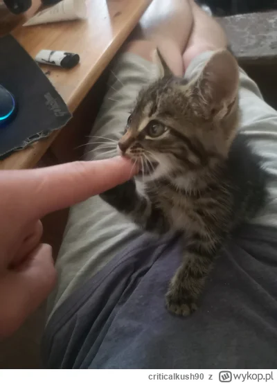 criticalkush90 - #pokazkota #pokazzurka