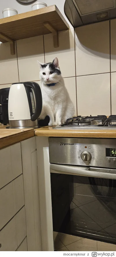 mocarnyknur - #kitku #pokazkota #koty #gotujzwykopem

Nawiedził Cię kuchenny kot. Daj...