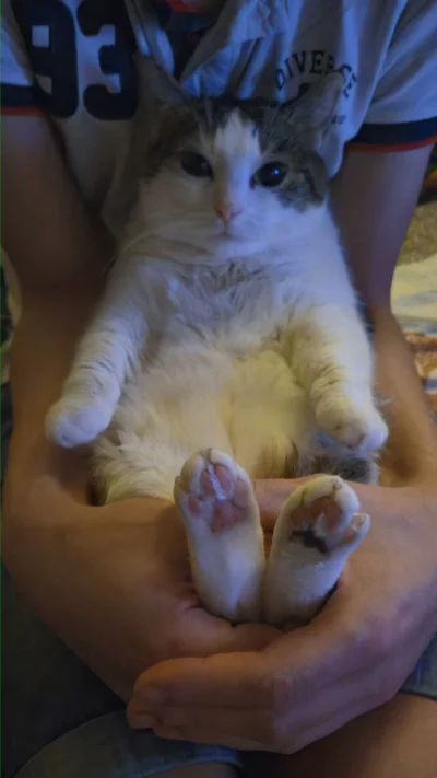 Solsith - #pokazkota #spaślak dawaj następny odcinek(｡◕‿‿◕｡)