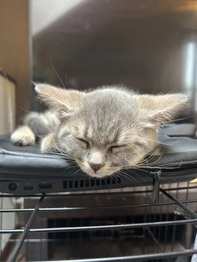 wybryk_natury - #misiafanclub #pokazkota