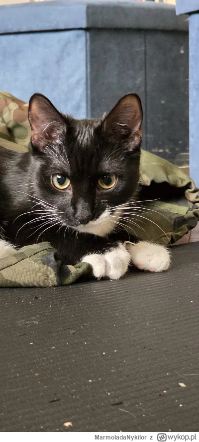 MarmoladaNykilor - #kot #pchelkafanclub