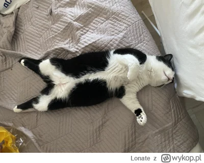 Lonate - Kitku chłodzi brzuszek <3 
#pokazkota #kot #koty #kitku