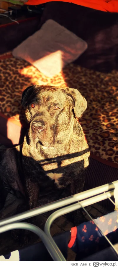 Kick_Ass - #pokazpsa #psy #dogocanario 

Łobuz właśnie zaczyna 4 rok życia. Najlepszy...