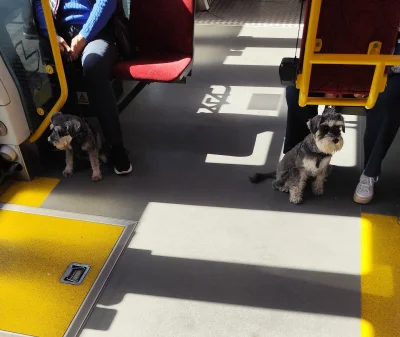 synadama - #pieseczkizprzypadku 

You shall not pass!