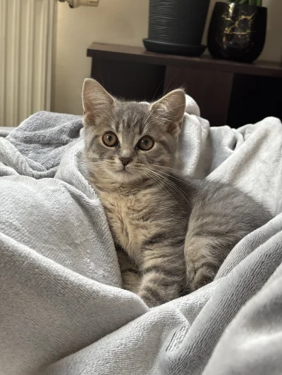 wybryk_natury - #misiafanclub #pokazkota