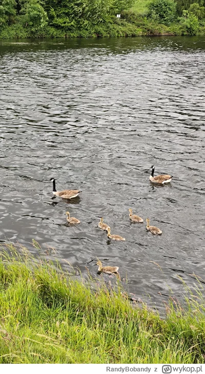 RandyBobandy - Rodzinka dinozaurów (｡◕‿‿◕｡)
#dinozaury #ptaki