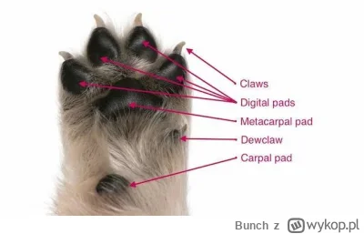 Bunch - Po co psom i kotom rośnie taki jeden zbędny palec, o wiele dalej niż łapa? A ...