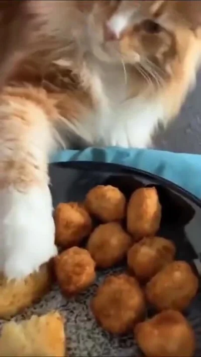 wfyokyga - Borja ty wiesz już co
#koty