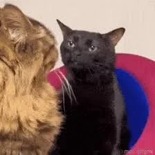 Vergory - They are the same picture...
https://youtube.com/shorts/_JqNexdpRoU