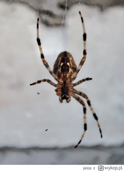 jalop - Zobaczcie jakie wojownika mam na podwórzu

#pajaki #babielato