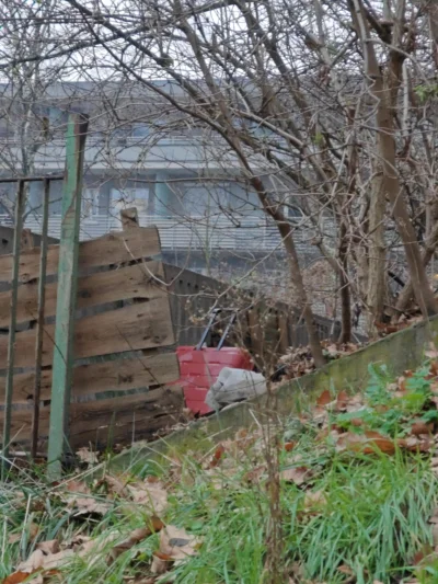 Krupier - @Bolxx454: @Lindy dzisiaj na spacerze dostrzegłem taką. Dzwonić na bagiety?