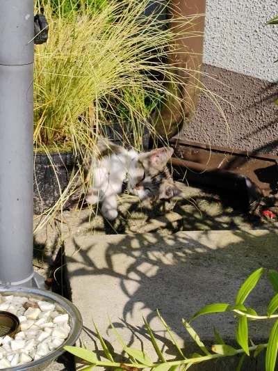 przetor - koto we trawe 
#kot