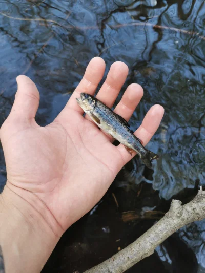 GuziecTakaSwinia - @p0l0ck: to najmniejszy dziś