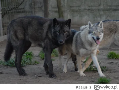 Kaajus - Zapewne chodzi o rasę Wolfdoga amerykańskiego, niezłe bydlaki. W Polsce też ...