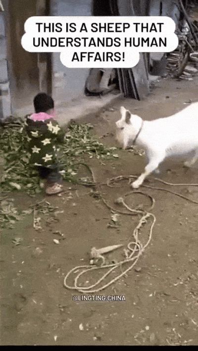 wfyokyga - Ale mu z-----ł z baranka