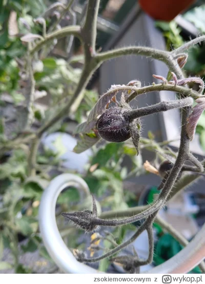 zsokiemowocowym - A tu czarny, bo różowa chciała spróbować