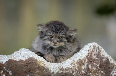 Sandrinia - Grumpy manul kitten
#koty #zwierzaczki #manul
