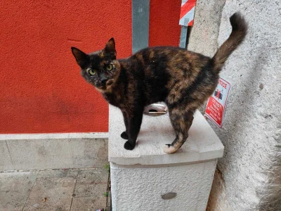 Kotouak - #koteczkizprzypadku 
Szylkretka chorwacka