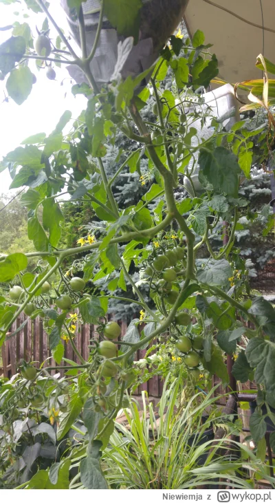 Niewiemja - Patrz jak fruwa #ogrodnictwo #domowasuszarnia #pomidory