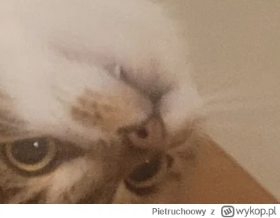 Pietruchoowy - @wybryk_natury ale wampurr. Saszeta albo ten kiełek zamieni Wikusia w ...