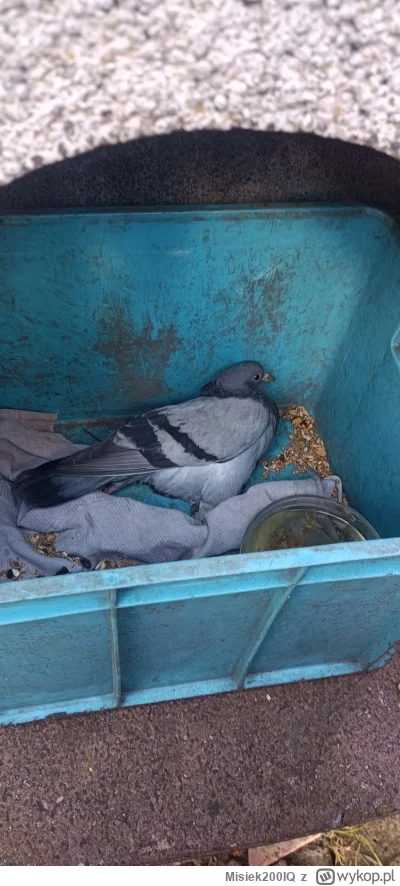 Misiek200IQ - Mirki, dziadek uratował topiącego się gołębia najprawdopodobniej wcześn...