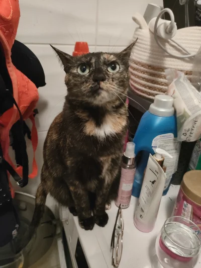 Kotouak - #gangkociakow #pokazkota 
Cześć jestem szamponem, daj tuńczyka