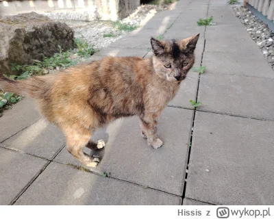 Hissis - Mam jeszcze takiego zwierzaka, ale to kot grzeczniutki taki jest i milutki b...