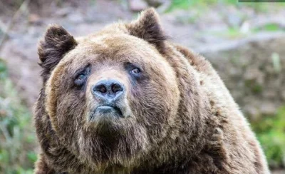 dodi-lukebakio - #f1 #codziennyolliebearman

Co ten Misiek taki zdziwiony :p