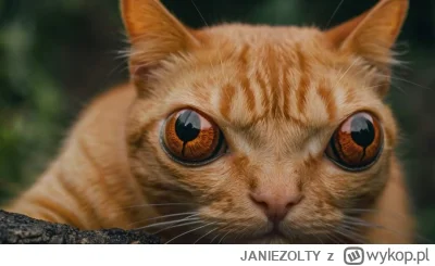 JANIEZOLTY - #aikitku