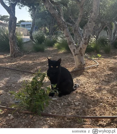 somskia - O kur*a diabeł #gownowpis #koty #koteczkizprzypadku