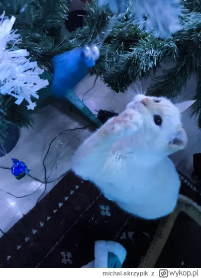 michal-skrzypik - Człowiek się dziwi z rana, że cukierki i bombki leżą pod łóżkiem
#p...