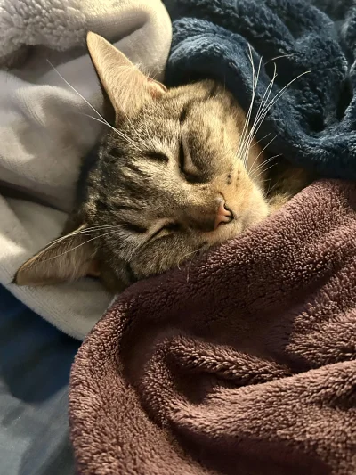 Zarathax - #kitku #koty #zwierzaczki