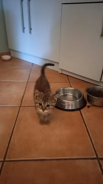 Lujdziarski - #pokazkota #dziarskikacperek Osesek już prawie tydzień w nowym domu, na...