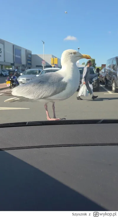 Szysznik - >Masz źródło jakieś sensowne? Ja pierwszy raz widziałem to w lipcu 2025.

...