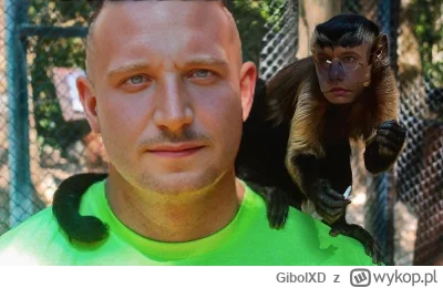 GibolXD - #primemma ale to będzie program widzowie