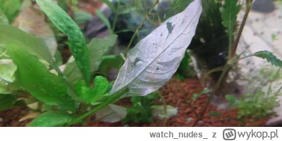 watchnudes - @watchnudes