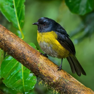 Lifelike - Atłasowiec żółtoboczny (Phainoptila melanoxantha)
Autor
#photoexplorer #fo...