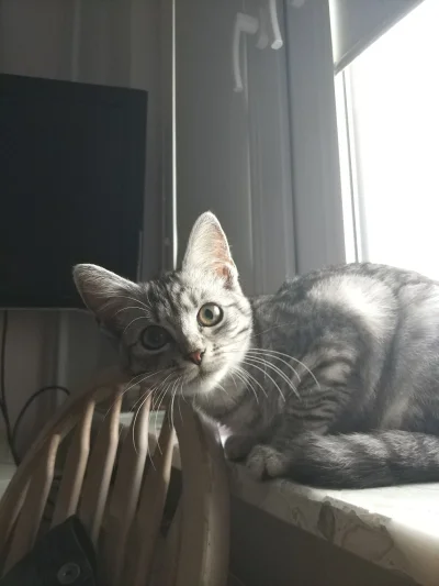 b0dyload - Dawno Luski nie bylo :))
#pokazkota #koty #lucynacje