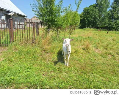 bulba1605 - Nowa koleżanka, poznana na #podlasie (ʘ‿ʘ)

#smiesznypiesek #zwierzaczki ...