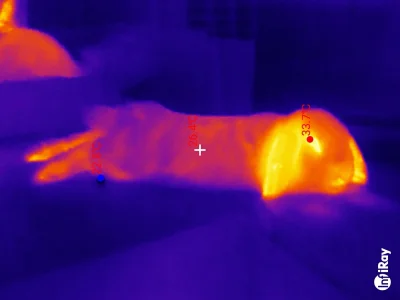 Razi91 - Rozkład ciepła u królika
#zwierzaczki #pokazkrolika #onlybuns